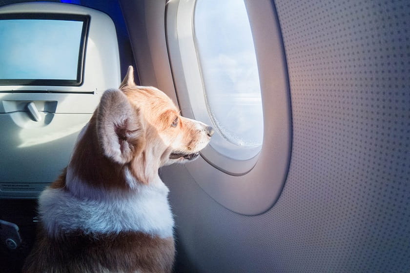 حیوانات خانگی در هواپیما-کاماپرس