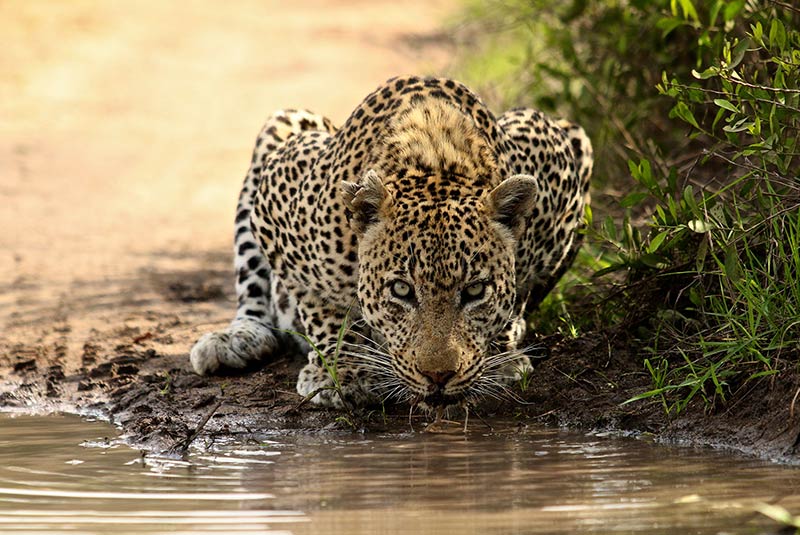 حیات وحش آفریقاجنوبی-کاماپرس