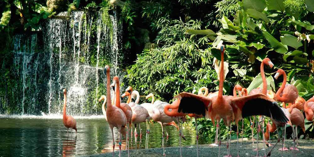 پارک پرندگان جورونگ در سنگاپور-کاماپرس