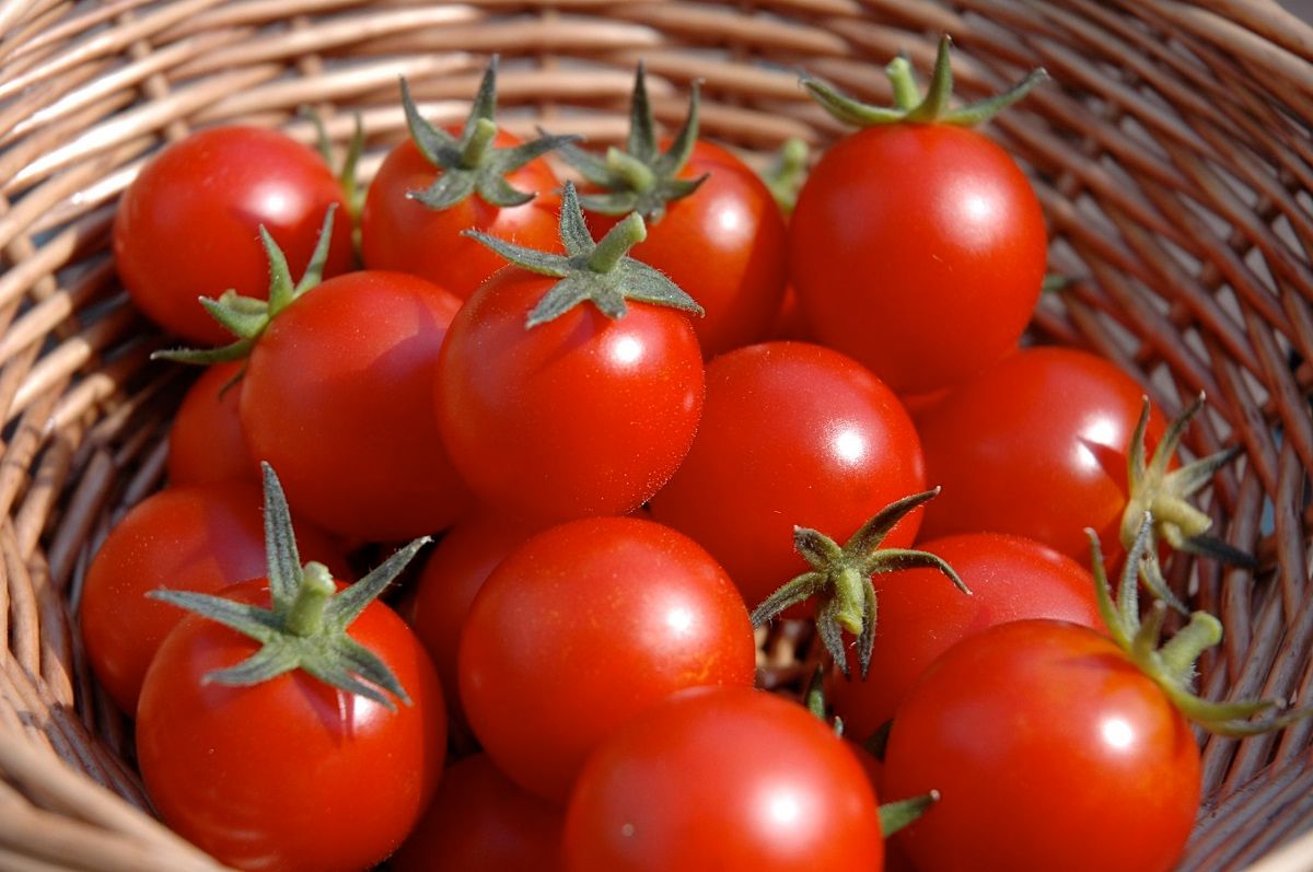 گوجه فرنگی-کاماپرس