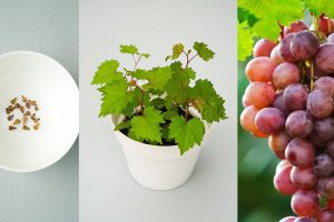 کاشت انگور در خانه با 3 مرحله کاماپرس