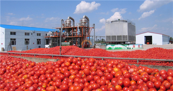 نگاهی به کارخانه رب گوجه فرنگی در افغانستان (ویدیو) کاماپرس