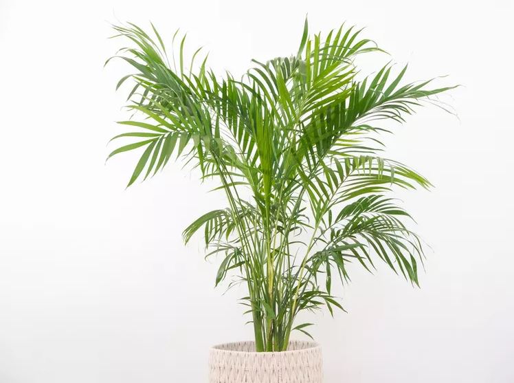 گیاه آپارتمانی Areca Palm کاماپرس