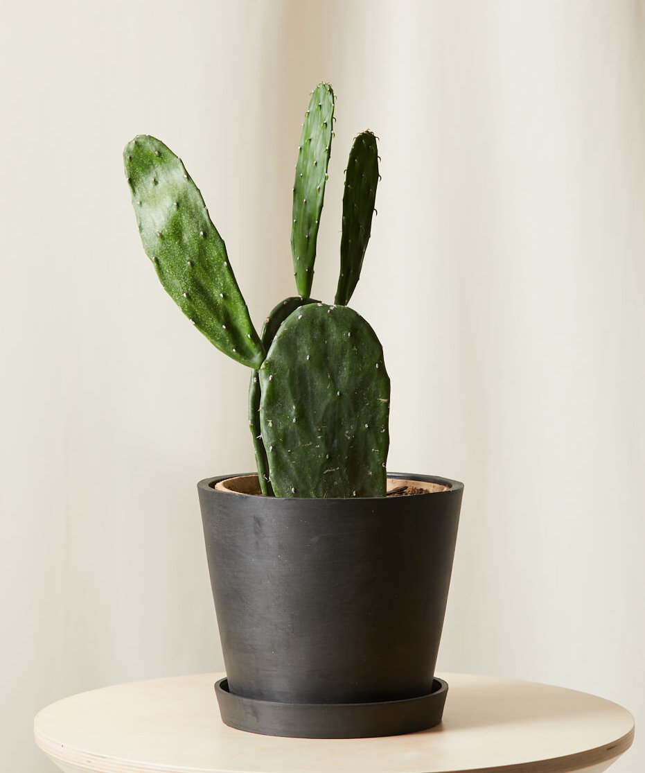 گیاه آپارتمانی کاکتوس انجیرتیغی (Prickly Pear Cactus)