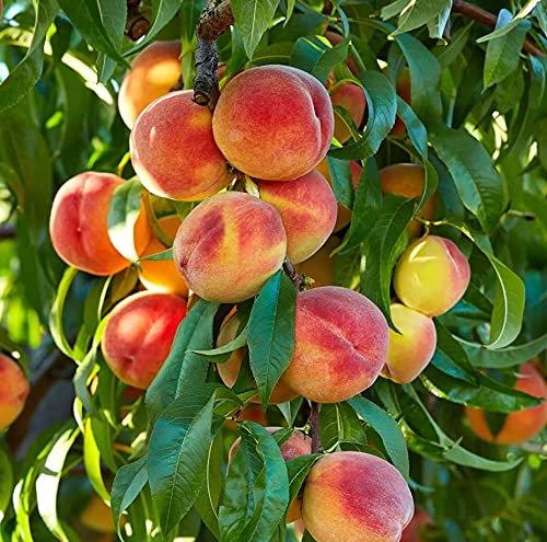 میوه تابستانی-کاماپرس