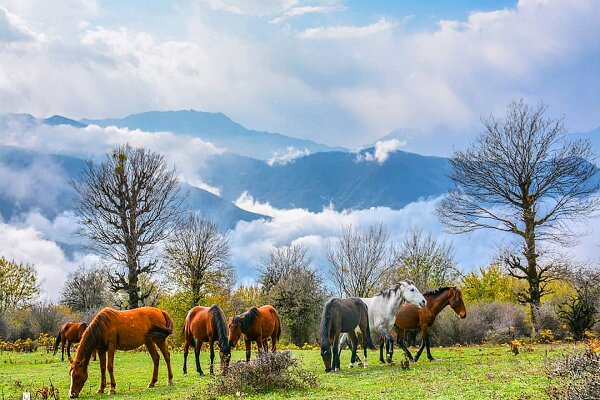 تور طبیعت گردی